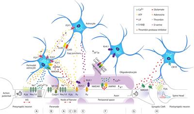 The role of astrocytes from synaptic to non-synaptic plasticity